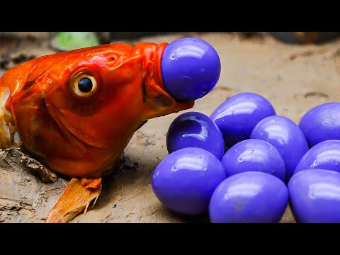 Cá Koi Vàng Săn Bắt Trứng Rùa Xanh - Nấu Ăn Thời Nguyên Thuỷ - Dừng Chuyển Động ASMR | Coco