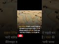 Saharadesert Rain Trending Motivation Shortvideo Nasa Reels Shorts Short Respectshorts Facts