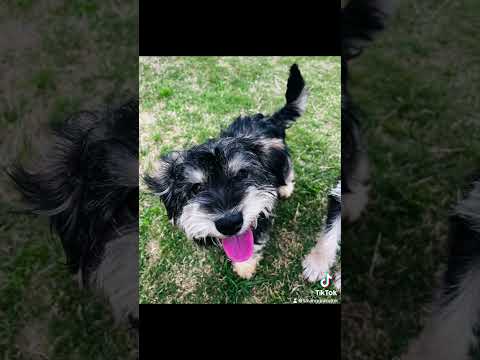 Fred, an adopted Schnoodle & Terrier Mix in Lubbock, TX_image-1