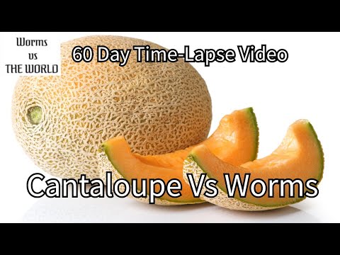 Cantaloupe vs Red Wigglers | EXTREMELY Fast PlayBack Time-Lapse