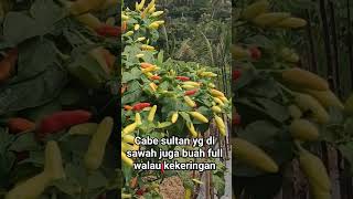 Download lagu Ini dia bibit cabe trobosan terbaru sultan mp3 Download lagu Ini dia bibit cabe trobosan terbaru sultan mp3