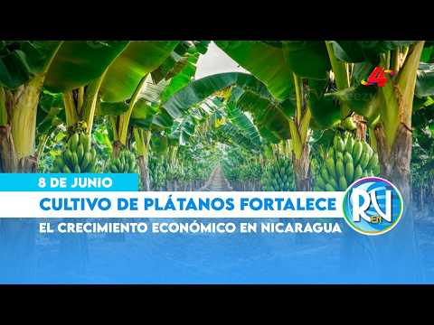 🍌 Producción de Plátano en Rivas: Motor de empleo y dinámica económica nacional | Revista en Vivo