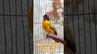 Download lagu kutilang emas memanggil kawan mp3 Download lagu kutilang emas memanggil kawan mp3