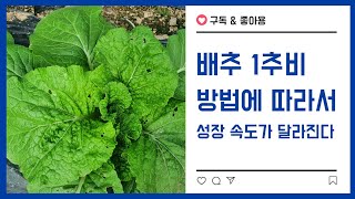 #배추1차추비 #배추웃거름 성장 속도가 달라집니다