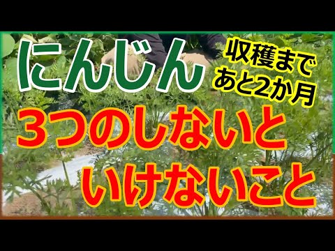 リンゴの収穫: 良い収量を得るための 10 のヒント 植物