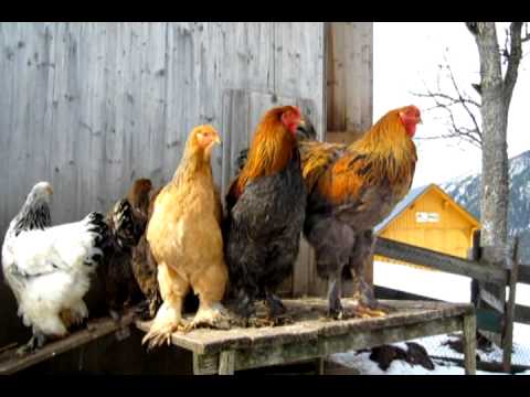 Hahnenschrei | Hahn kräht | Brahma-Hähne - Brahma Hühner am Berghof Sturmgut