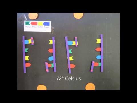 PCR - Polymerase Kettenreaktion