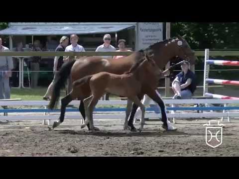 CH134 Hengstfohlen von Christian   Cash and Carry   Acobat II