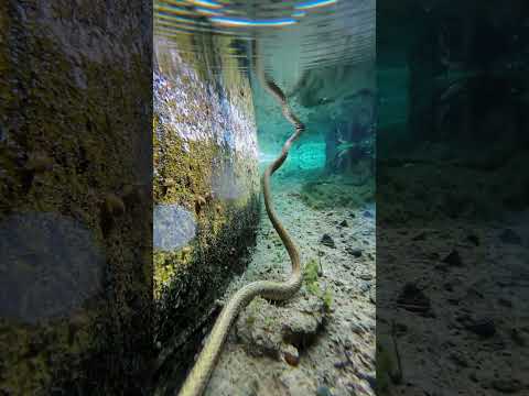 We accidentally saw a water snake and tried to take our phone to chase and take pictures #satisfying