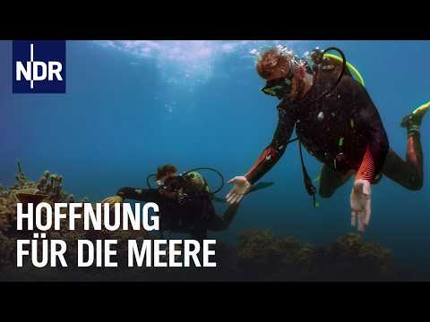 Video Thumbnail: Norddeutsche retten Mafia Islands Korallen | NDR Doku