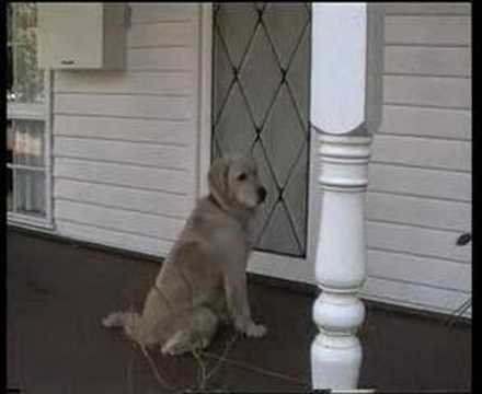 Charlie the Wonder Dog - "Run Charlie Run!"