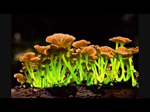 JaraLuca - Live - Dzikuska Open Air [2015 Poland]