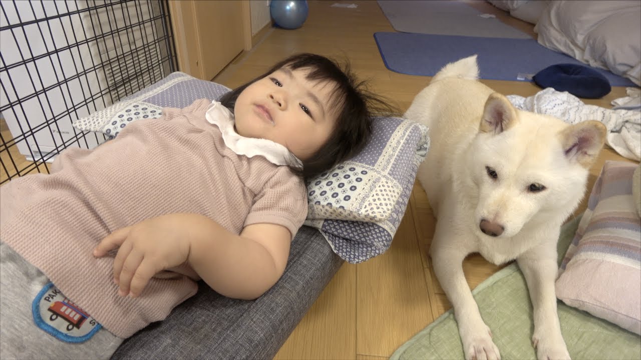 【赤ちゃんと柴犬】2022年8月17日〜8月23日