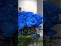 Blue Rose Bouquet | Toronto Flowers | Bloomen Canada #flowers #flowerarrangement #toronto