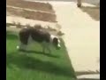 Dog Spinning To SpongeBob Music Meme