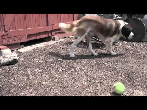 Benji, an adopted Saint Bernard in Bellflower, CA_image-1