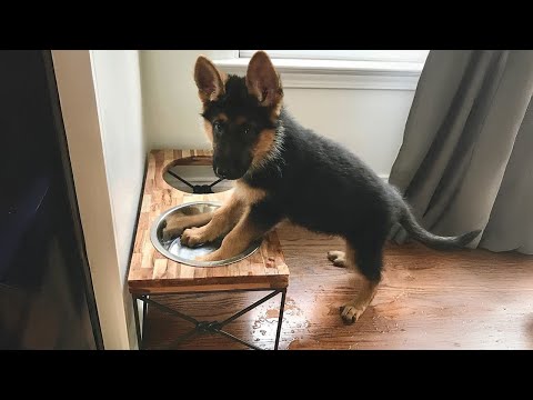 C'est ce qui fait des bergers allemands les chiens les plus drôles du monde.
