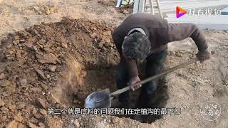 想要葡萄种植十年树势不衰！农村小伙告诉你该怎么种植