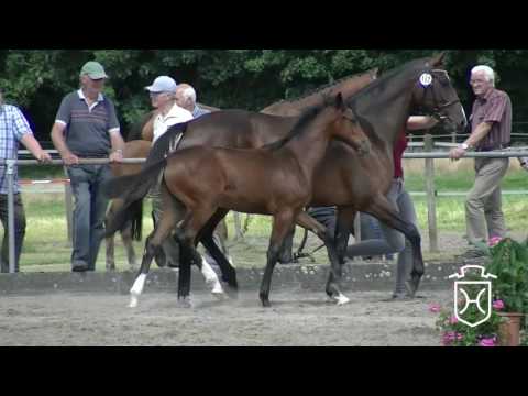 IZ162 Stutfohlen von Adagio de Talma - Nekton - King Milford xx