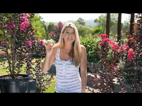 download lagu mp3 mp4 Diamonds In The Dark Crepe Myrtle Hedge, download lagu Diamonds In The Dark Crepe Myrtle Hedge gratis, unduh video klip Diamonds In The Dark Crepe Myrtle Hedge