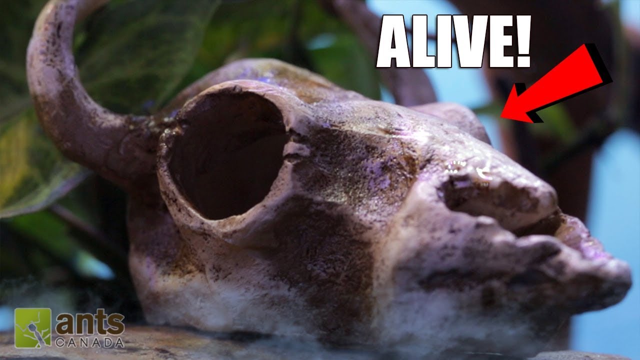 ANTS vs. DRAGON'S BREATH