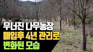 무너진 나무농장, 매입후 4년 관리로 변화된 모습 | 나무대장