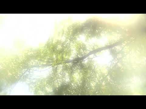 Untitled (A Film by Nicholas I. Tapia)