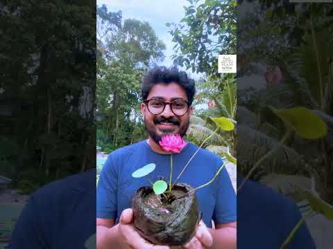 It doesn't take any special talent to grow lotus in small pots like this #garden #plant #flower