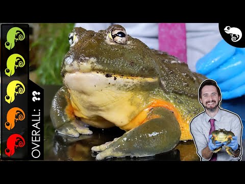 Giant African Bullfrog (Pixie Frog), The Best Pet Amphibian?