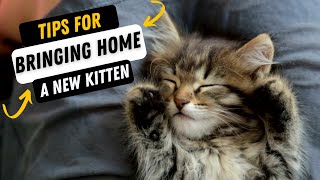 Tips For Bringing Home A New Kitten | Welcome A Cat To Your 