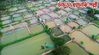 যশোরের বিখ্যাত চাঁচড়া হ্যাচারী পল্লীর পোনা মাছ