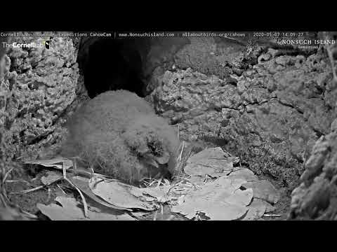 Cahow Chick Returns To Nesting Burrow After Exploring Tunnel – May 7, 2020