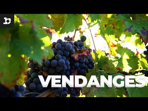 VENDANGES 2021 Preview