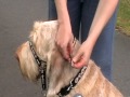 Dogmatic Headcollar - how to fit the Headcollar
