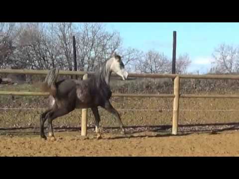 Van Gogh AM daughter for sale