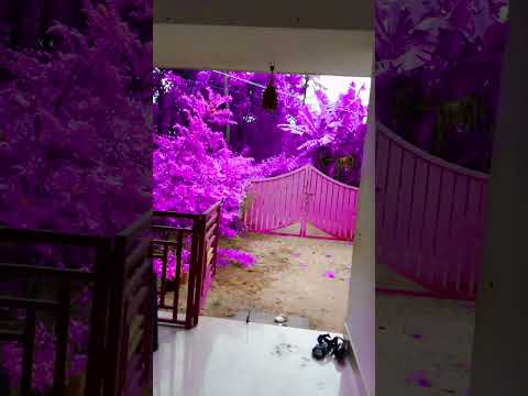 Purple Garden 💜💜💜