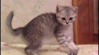 Funny Videos 2014 - Funny Cats Video - Funny Cat Videos Ever - Funny Animals Funny Fails 2014