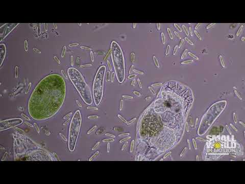 Infusoria (Microscopic Aquatic Creatures) | 2017 Nikon Small World