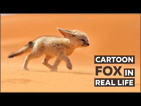 Fennec Fox 🦊 Desert Ninja with Big Ears | Nature Nuggets