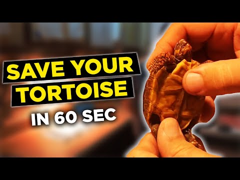 How to save your dying tortoise. How to medicate and hydrate your tortoise in 60 seconds.