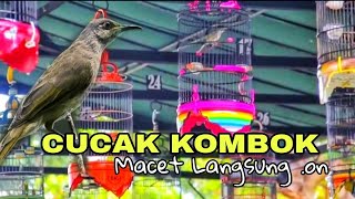 Download lagu Masteran Paling Bagus Cucak Kombok Tembaan Rapet Materi Belalang Raja mp3 Download lagu Masteran Paling Bagus Cucak Kombok Tembaan Rapet Materi Belalang Raja mp3