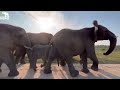 The Elephants Trumpet In Reaction To The Smell Of The Wild Herd And Khanyisa Joins In