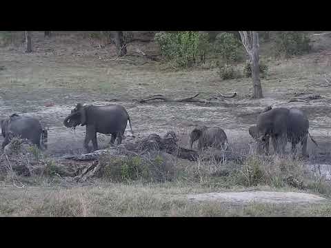 Djuma: Elephants-Short Trunk's small herd - 18:10 - 10/23/21