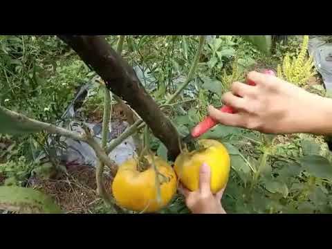 Golden King of Siberia - Panen Tomat 0,5 Kg Perbuah