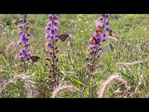 Monarch butterflies on Liatris ligulistylus