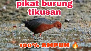 Download lagu Pikat burung tikusan sawah AMPUH 🔥╠mp3 Download lagu Pikat burung tikusan sawah AMPUH 🔥╠mp3
