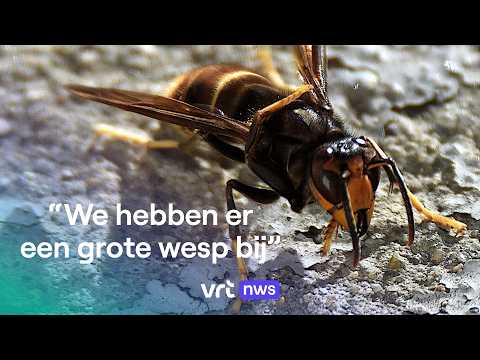 Aziatische hoornaars: wat moet je doen als ze aanvallen?
