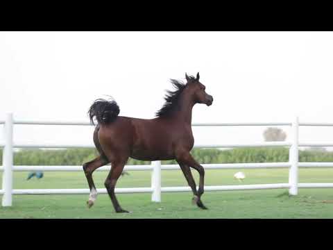 D MAZER | Dubai Stud Auction 2022