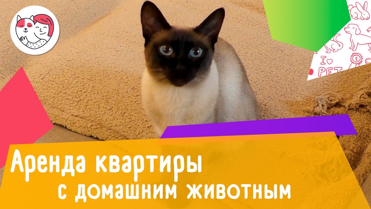 Как снять квартиру с домашним животным: 4 правила