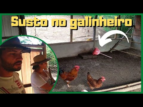 Quase que nossas galinhas amanheceram nadando !!